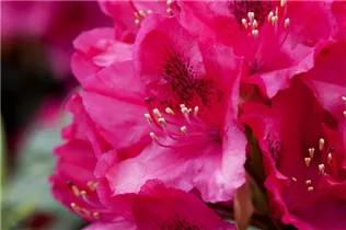  - Rhododendron 'Pearce's American Beauty'