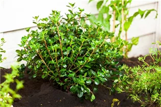  - Rhododendron obtusum 'Gislinde'