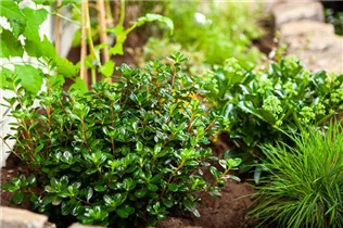  - Rhododendron obtusum 'Gislinde'