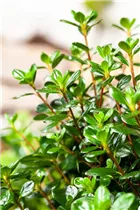  - Rhododendron obtusum 'Gislinde'