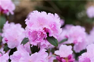  - Rhododendron 'Perla Rosa'