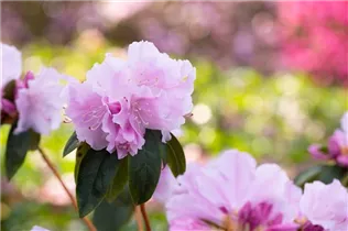  - Rhododendron 'Perla Rosa'
