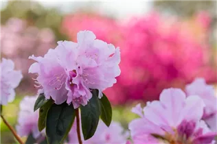  - Rhododendron 'Perla Rosa'