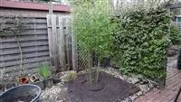 - Bambus - Einpflanzen im Garten  - Bambus - Einpflanzen im Garten