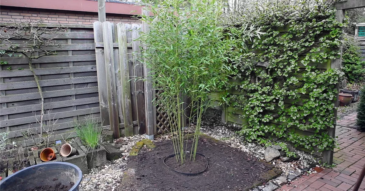  - Bambus - Einpflanzen im Garten