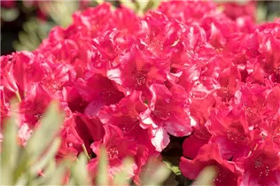  - Rhododendron obtusum 'Granada'