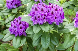  - Rhododendron 'Peter Alan'