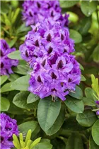  - Rhododendron 'Peter Alan'