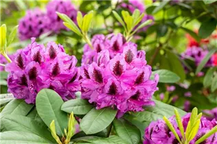  - Rhododendron 'Peter Alan'