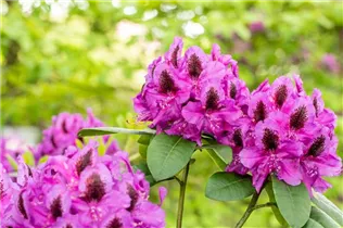  - Rhododendron 'Peter Alan'