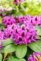  - Rhododendron 'Peter Alan'