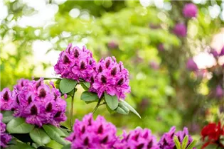  - Rhododendron 'Peter Alan'