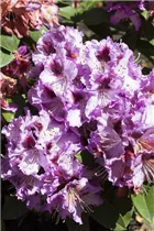  - Rhododendron 'Pfauenauge'®