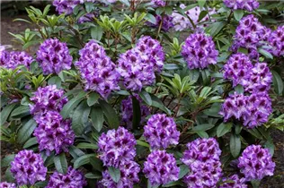  - Rhododendron 'Pfauenauge'®