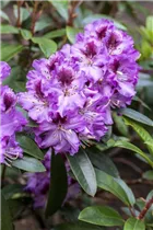  - Rhododendron 'Pfauenauge'®