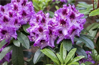  - Rhododendron 'Pfauenauge'®