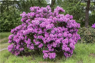  - Rhododendron 'Pfauenauge'®