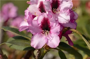  - Rhododendron 'Pfauenauge'®