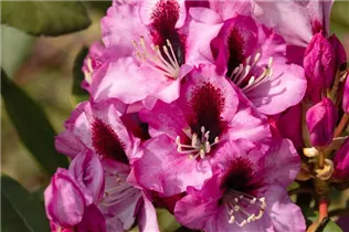  - Rhododendron 'Pfauenauge'®