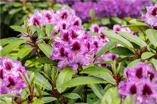  - Rhododendron 'Pfauenauge'®
