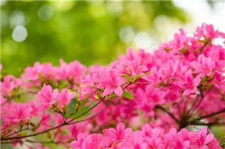  - Rhododendron obtusum 'Hinomayo'