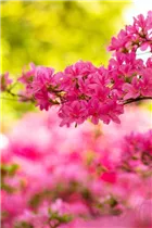  - Rhododendron obtusum 'Hinomayo'