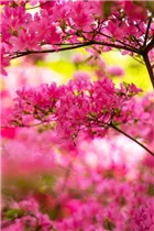  - Rhododendron obtusum 'Hinomayo'