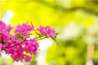  - Rhododendron obtusum 'Hinomayo'