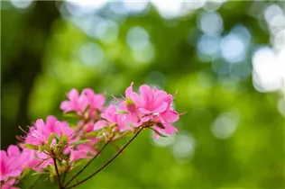  - Rhododendron obtusum 'Hinomayo'