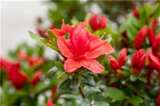  - Rhododendron obtusum 'Juliette'®