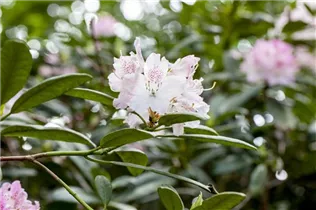  - Rhododendron 'Pink Flair'
