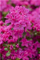  - Rhododendron obtusum 'Kermesina'