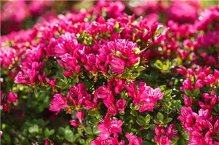  - Rhododendron obtusum 'Kermesina'