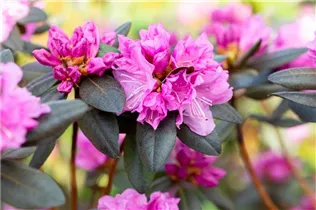  - Rhododendron 'PJM Compacta'