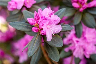  - Rhododendron 'PJM Compacta'