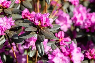  - Rhododendron 'PJM Compacta'
