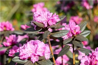  - Rhododendron 'PJM Compacta'