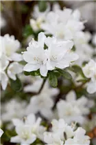  - Rhododendron obtusum 'Kermesina Alba'