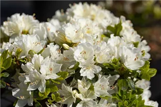  - Rhododendron obtusum 'Kermesina Alba'