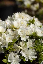  - Rhododendron obtusum 'Kermesina Alba'