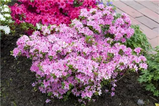  - Rhododendron obtusum 'Kermesina Rose'