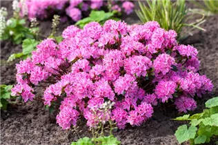  - Rhododendron obtusum 'Kermesina Rose'