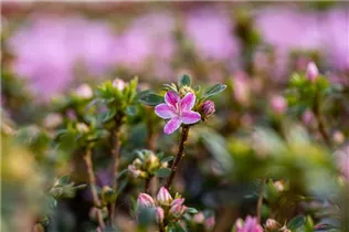 - Rhododendron obtusum 'Kermesina Rose'