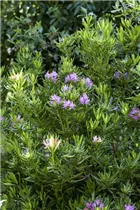  - Rhododendron ponticum