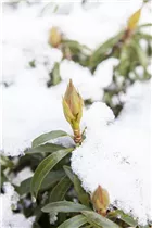  - Rhododendron ponticum 'Graziella'