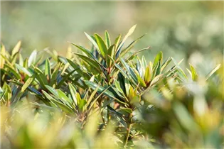  - Rhododendron ponticum 'Graziella'