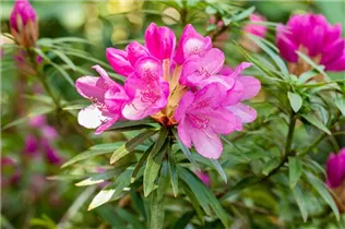  - Rhododendron ponticum 'Graziella'