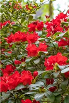  - Rhododendron repens 'Parkjuwel'
