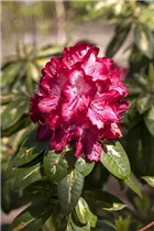 - Rhododendron 'President Roosevelt'  - Rhododendron 'President Roosevelt'