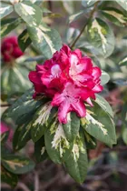 - Rhododendron 'President Roosevelt'  - Rhododendron 'President Roosevelt'